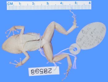 Media type: image; Herpetology A-28598